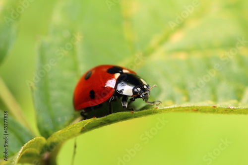 ladybug on a green leaf © meikesen