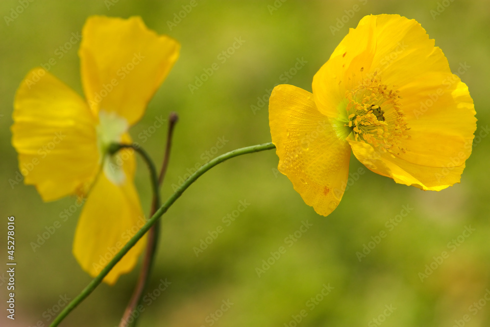 Obraz premium Yellow popies