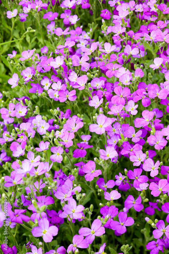 Obraz premium Aubrieta flowers
