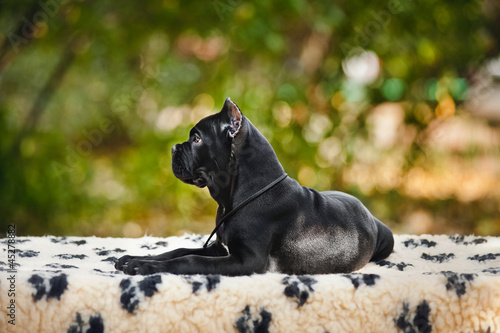 young black Cane Corso puppy lying in porfil