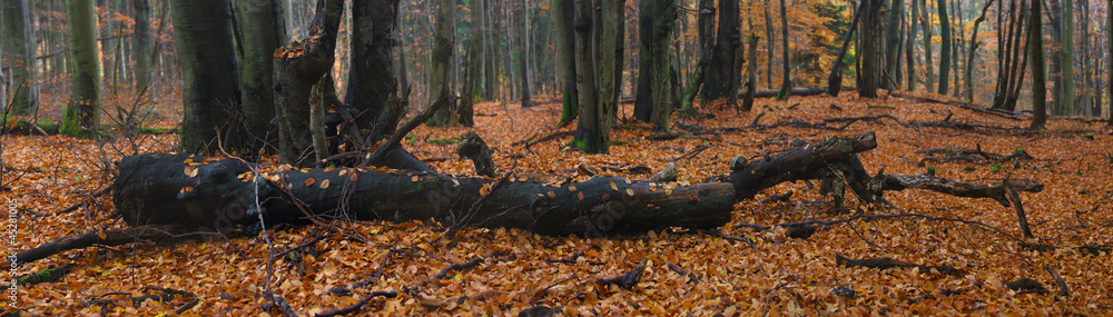 panorama of fallen tree in autumn forest panorama of fallen tree in autumn forest