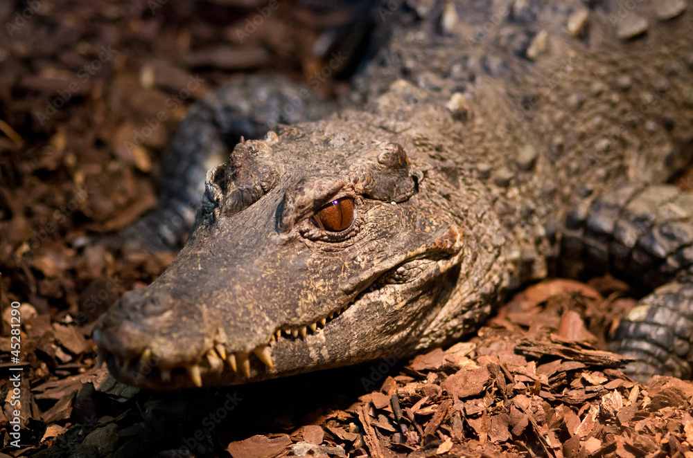 Obraz premium Crocodile head