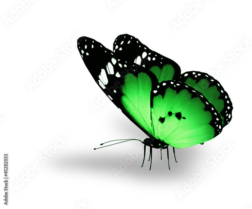 Canvas Print Green butterfly on white background