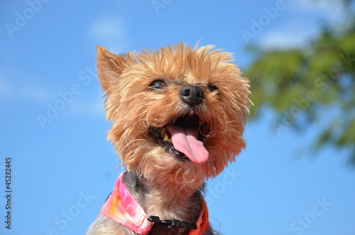 Yorkie