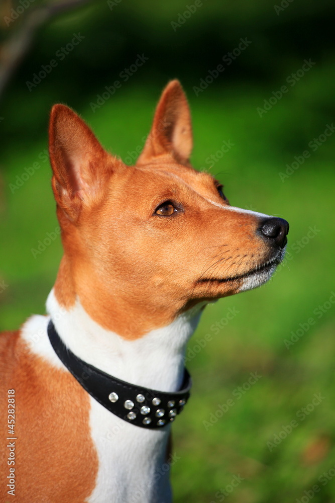 Basenji-dog on the grass Basenji-dog on the grass