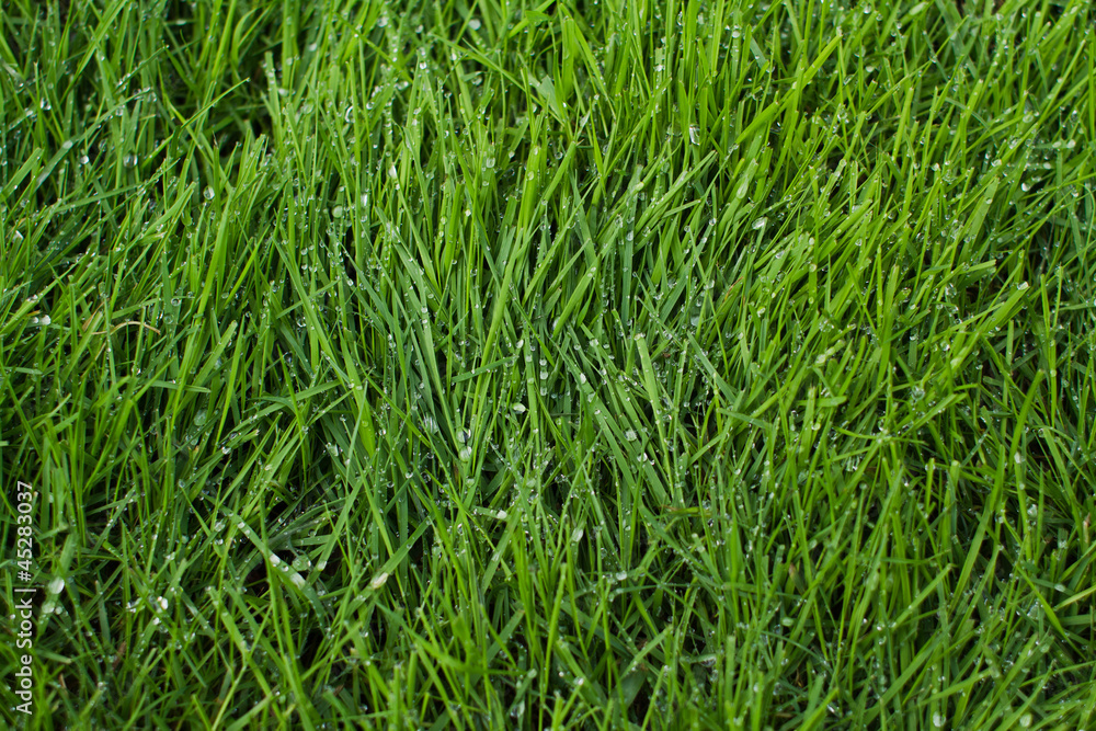 Green grass background texture Green grass background texture