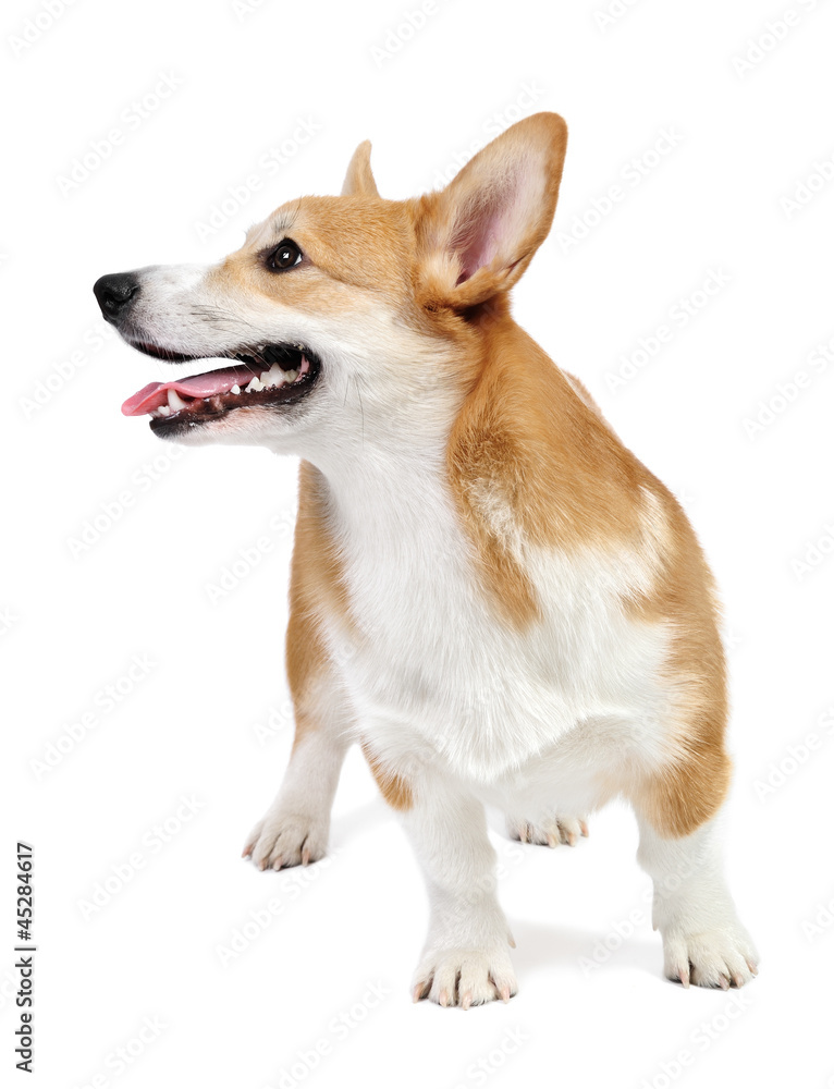 Corgi dog in studio Corgi dog in studio