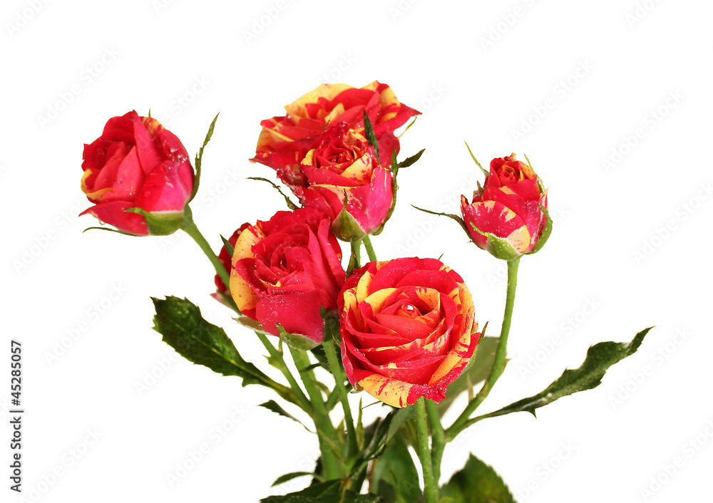 Beautiful red-yellow roses on white background close-up