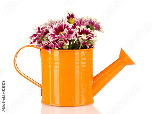 colorful chrysanthemums in orange watering can isolated on