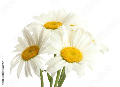 beautiful daisies flowers isolated on white