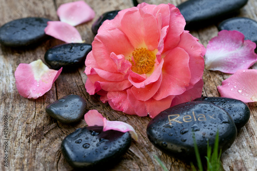 pink flowers with zen pebbles. spa concept