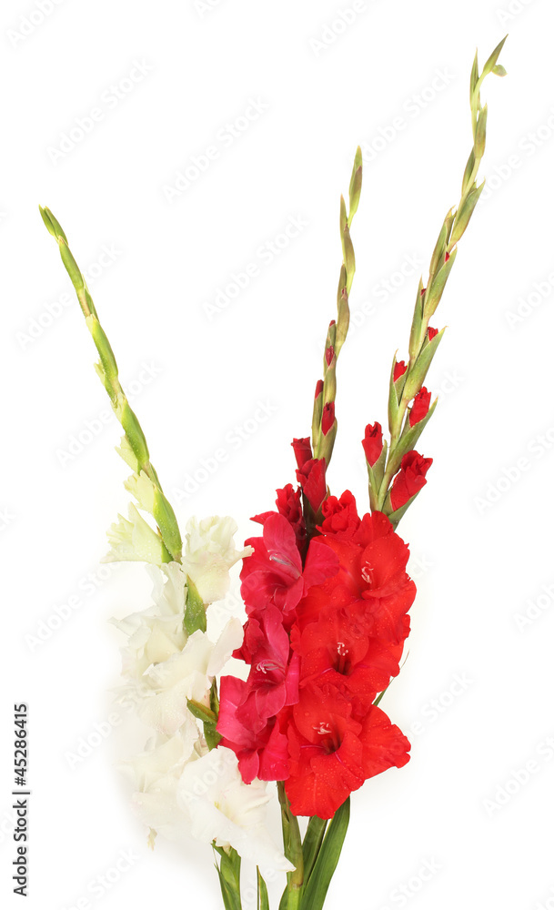 Bouquet of beautiful colorful gladioli
