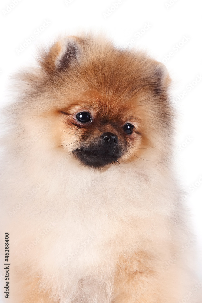 Portrait of a puppy of a spitz-dog