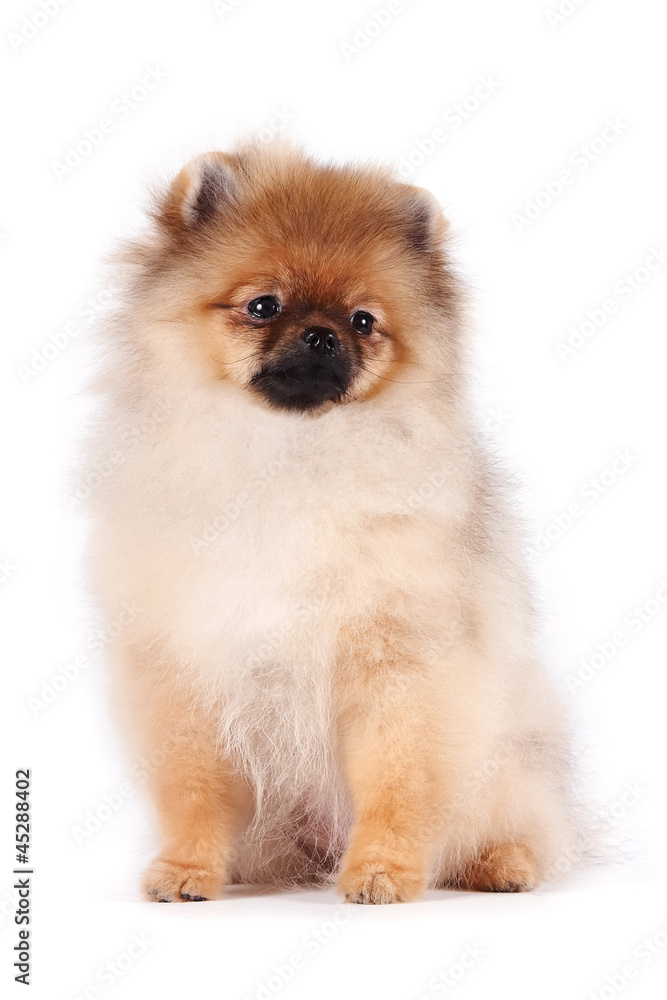 Obraz premium Puppy of a spitz-dog