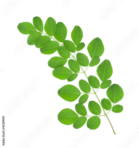 Moringa oleifera leaves isolated on white background photo