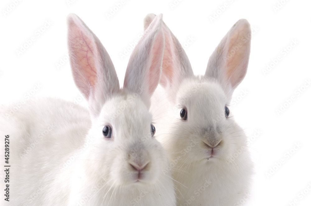 Close up cute two rabbits