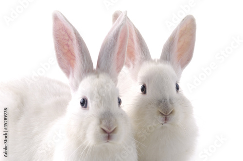 Close up cute two rabbits