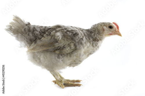 Hen isolated on white