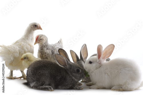 chicken and rabbit family
