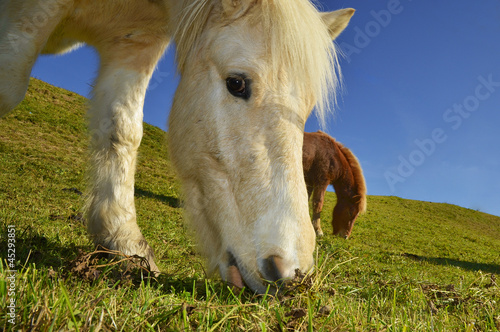 Islandpony