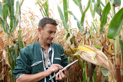 Farmer checking on corn crops