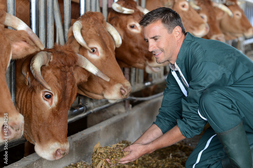 Closeup on cows being fed by cattleman