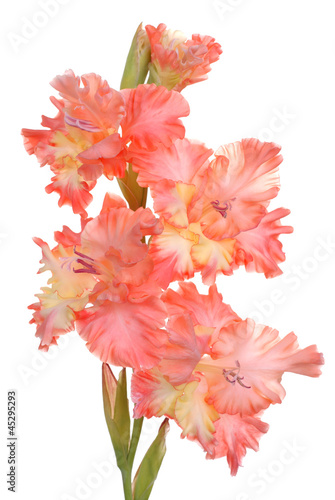 Obraz na płótnie gladiolus on white background