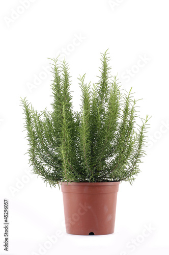 Bunch of rosemary herb in a bucket