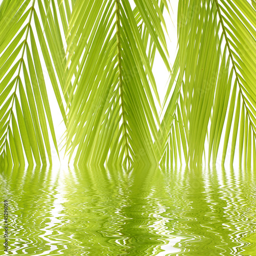 Fresh green palm leaf with reflection