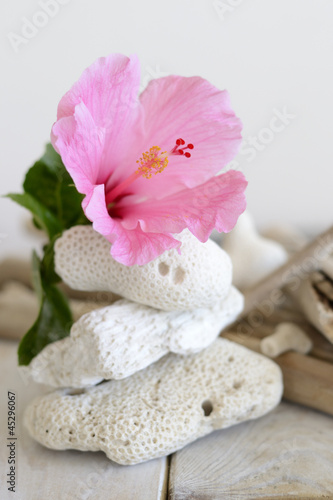 Fototapeta Naklejka Na Ścianę i Meble -  hibiscus