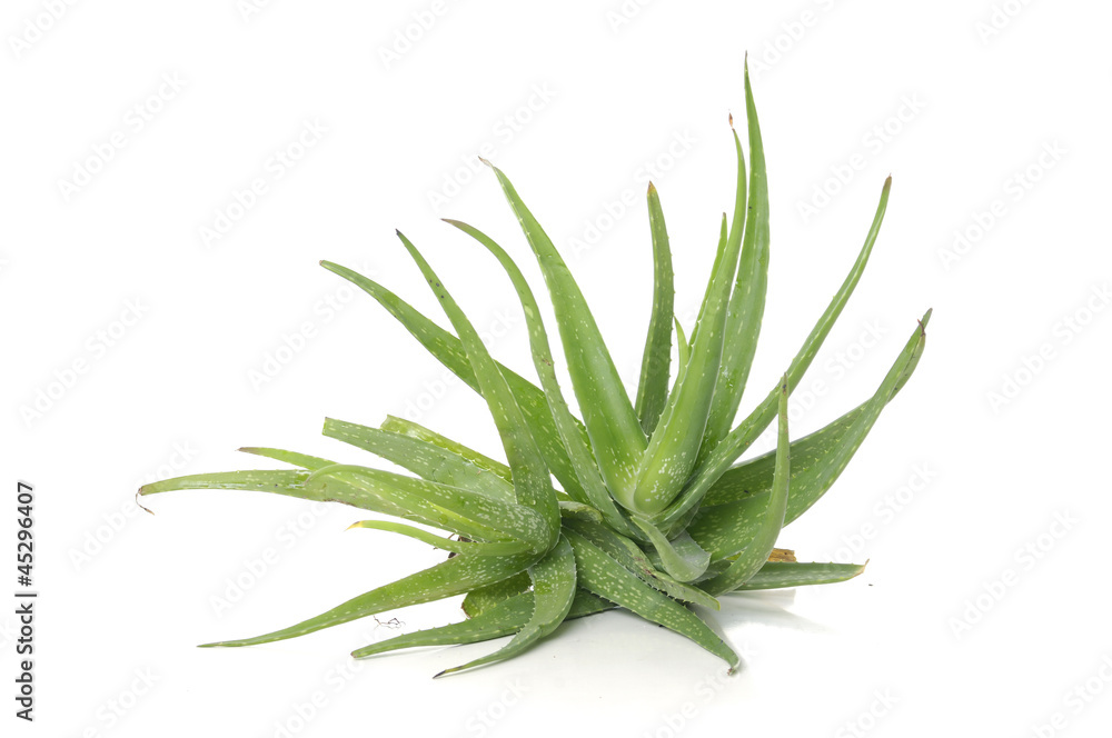 plant with sharp leaves plant with sharp leaves