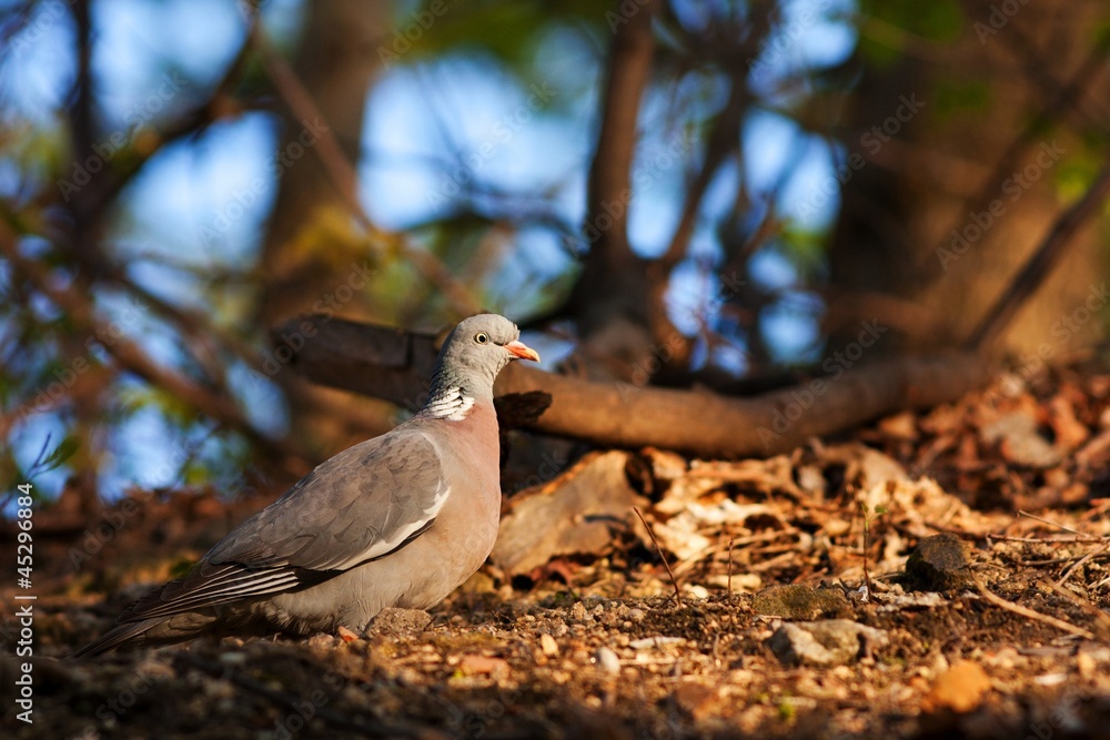 Fototapeta premium stock-dove bird