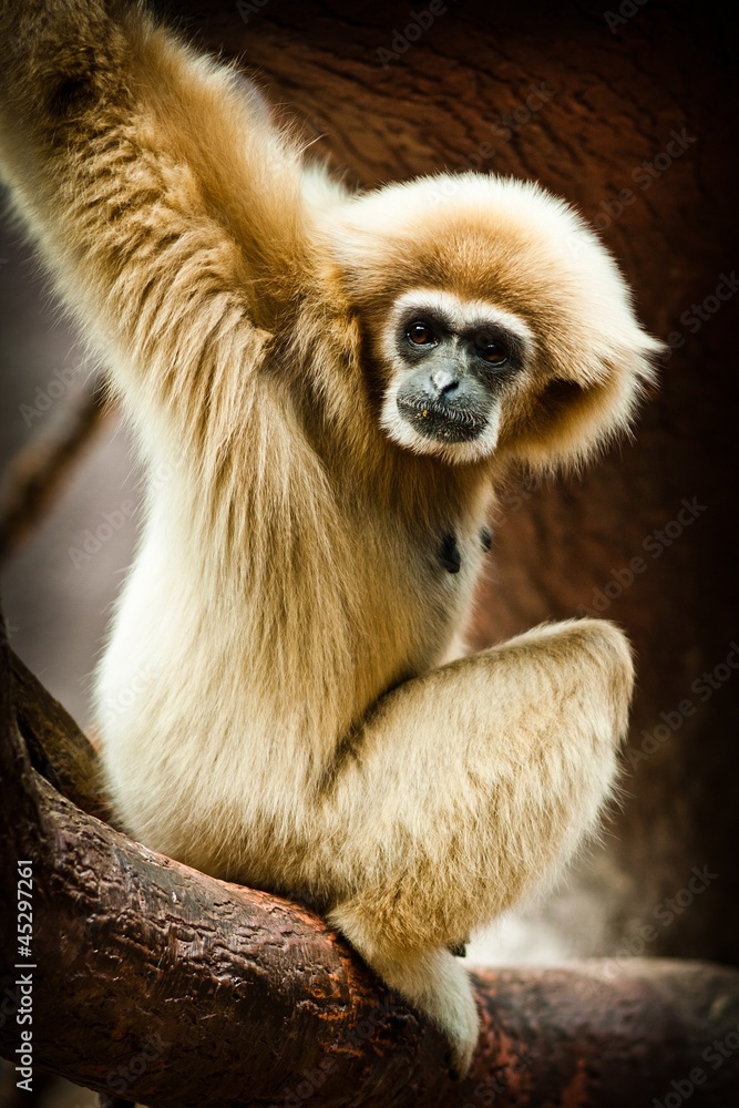 Obraz premium gibbon