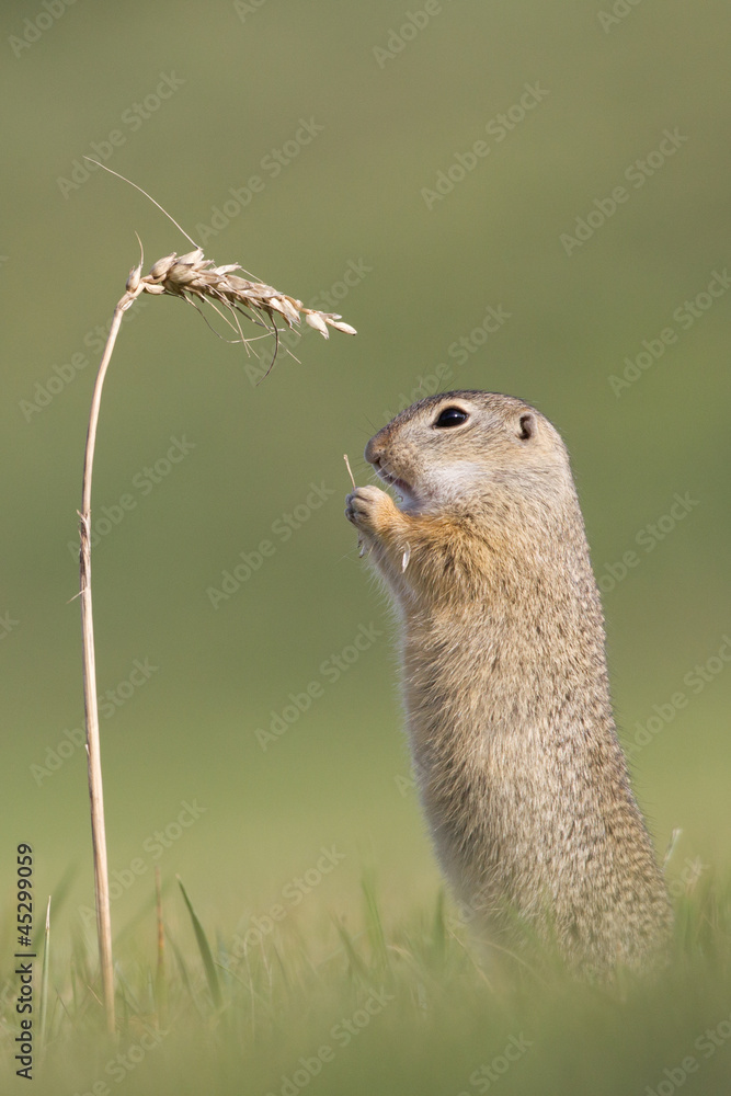 Fototapeta premium Ziesel, Herbstfutter
