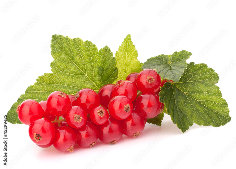 Red currants and green leaves still life Red currants and green leaves still life