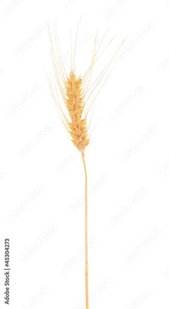 single golden isolated on white ear of wheat single golden isolated on white ear of wheat