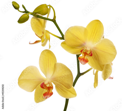 golden orchid flowers isolated on white