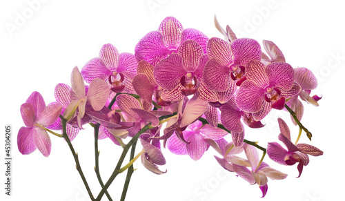 lot of pink orchid flowers on white