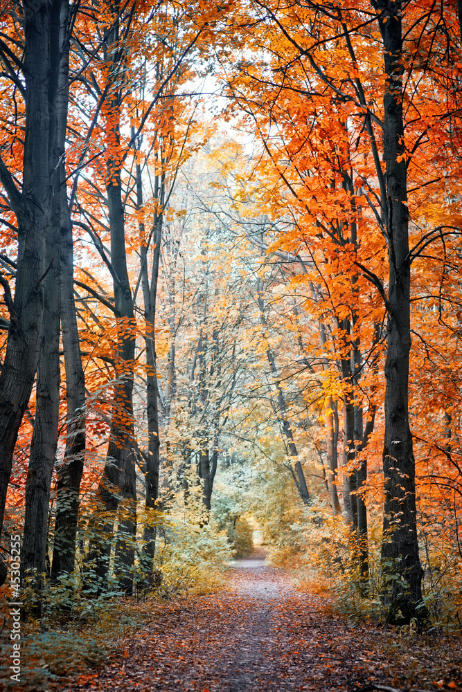 Fototapeta premium Alley in a park at sunny september day