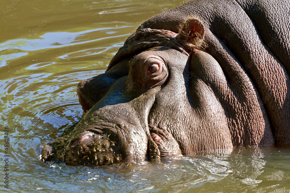 Fototapeta premium Wild hippopotamus in the water