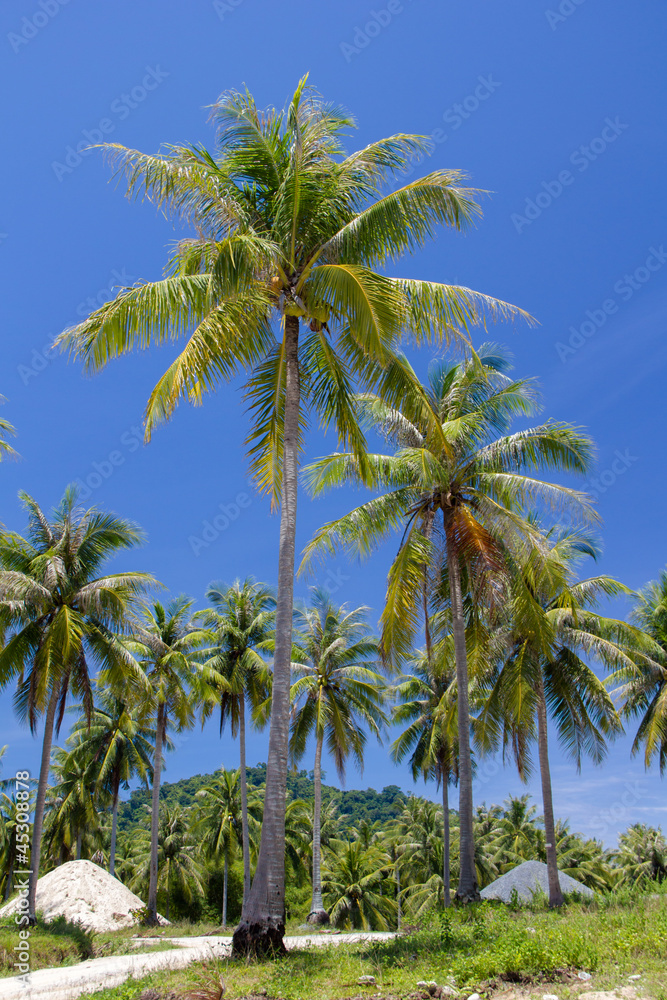 coconut tree on island