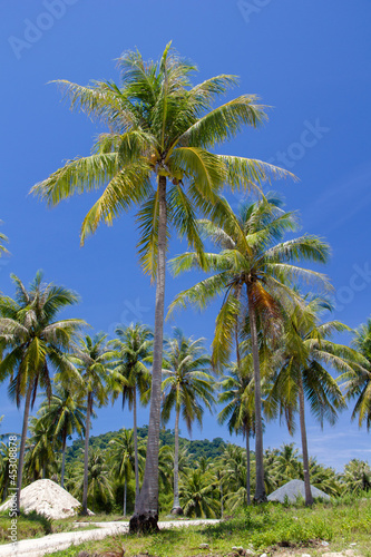 coconut tree on island