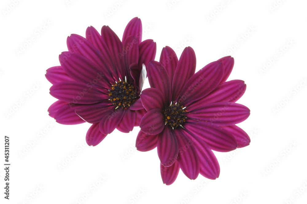 Purple flower isolated on white Purple flower isolated on white