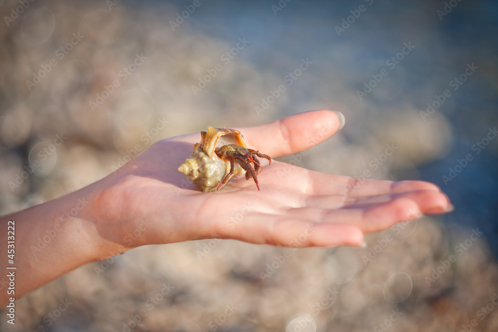 Hermit crab crawling on hand
