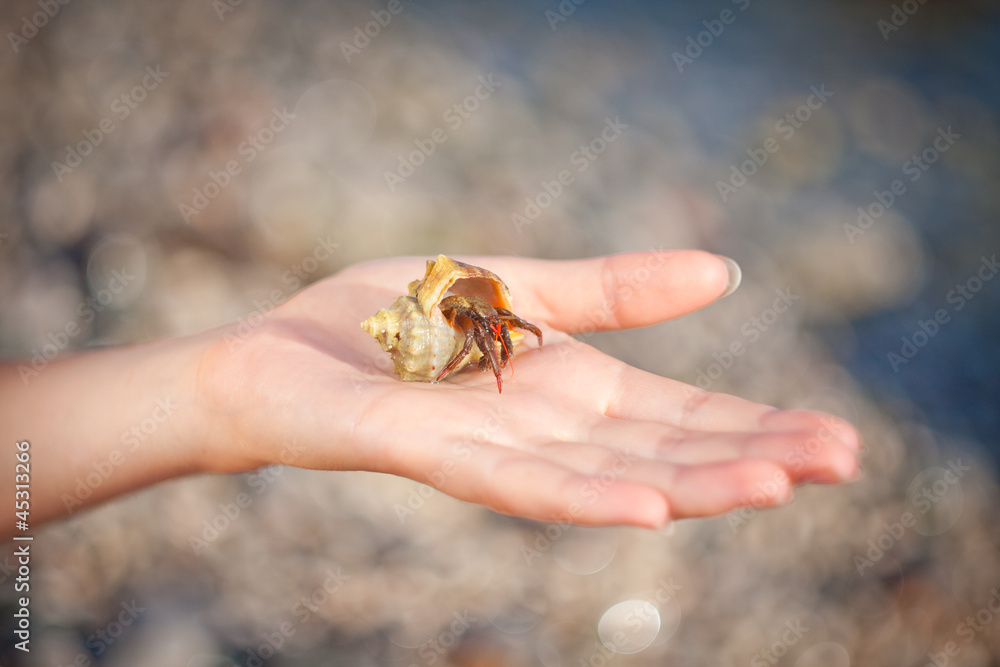 Hermit crab crawling on hand