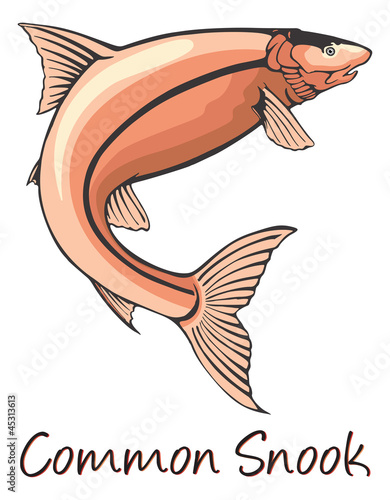 Common Snook, Color Illustration