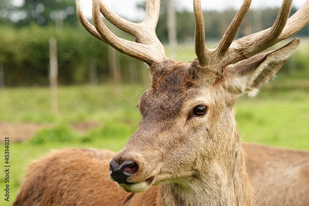 Deer close-up Deer close-up