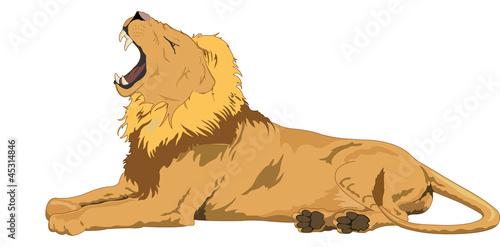 Lion, illustration