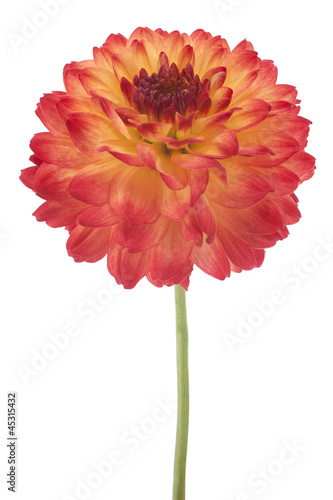 Fototapeta Naklejka Na Ścianę i Meble -  dahlia