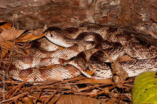 Florida Pine Snake photo